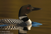 LOONS AND GREBES